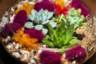 Plant Nite: Succulent Terrarium in Glass Lily Bowl